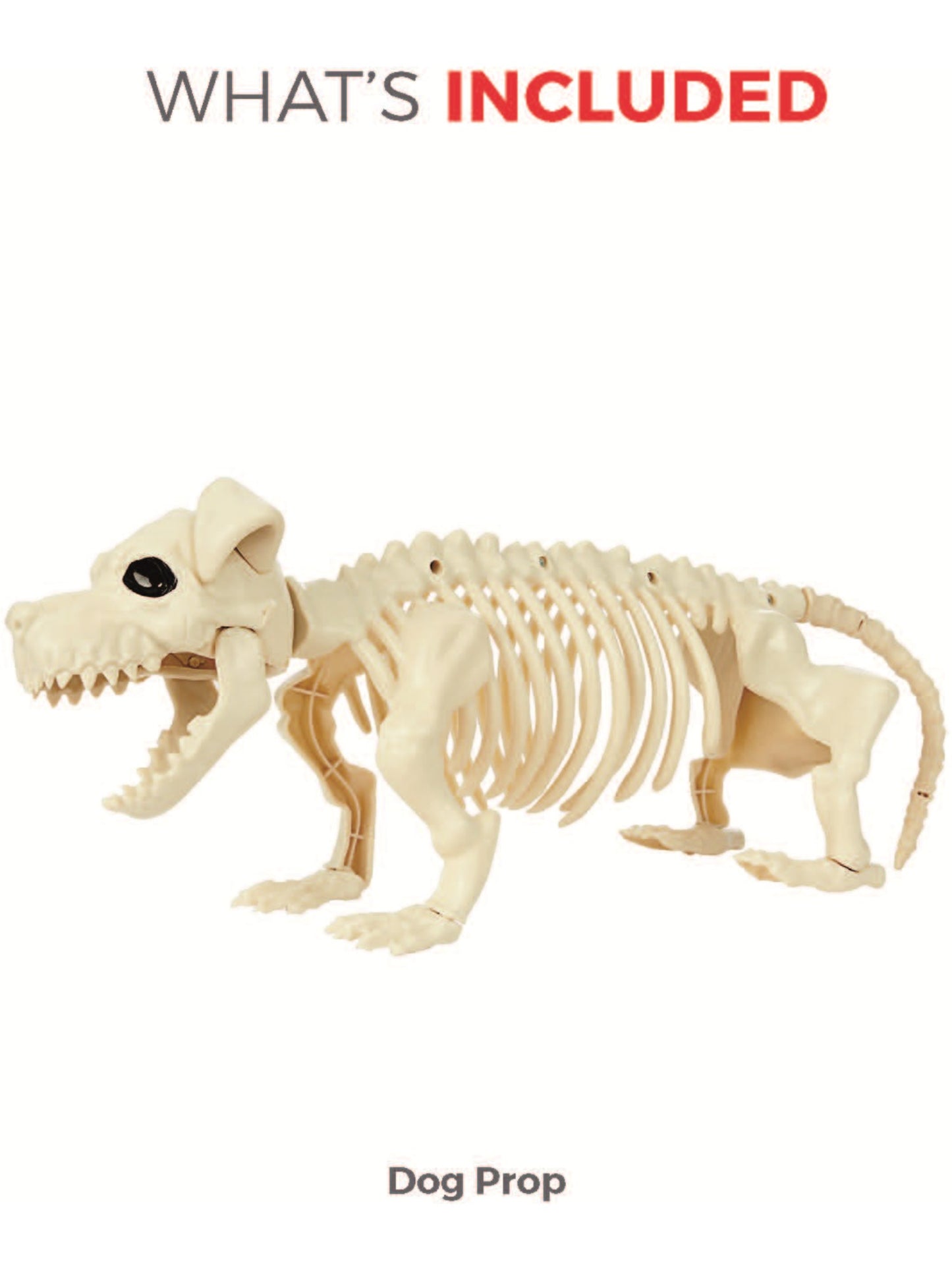 Dog Skeleton Prop, Natural Wholesale