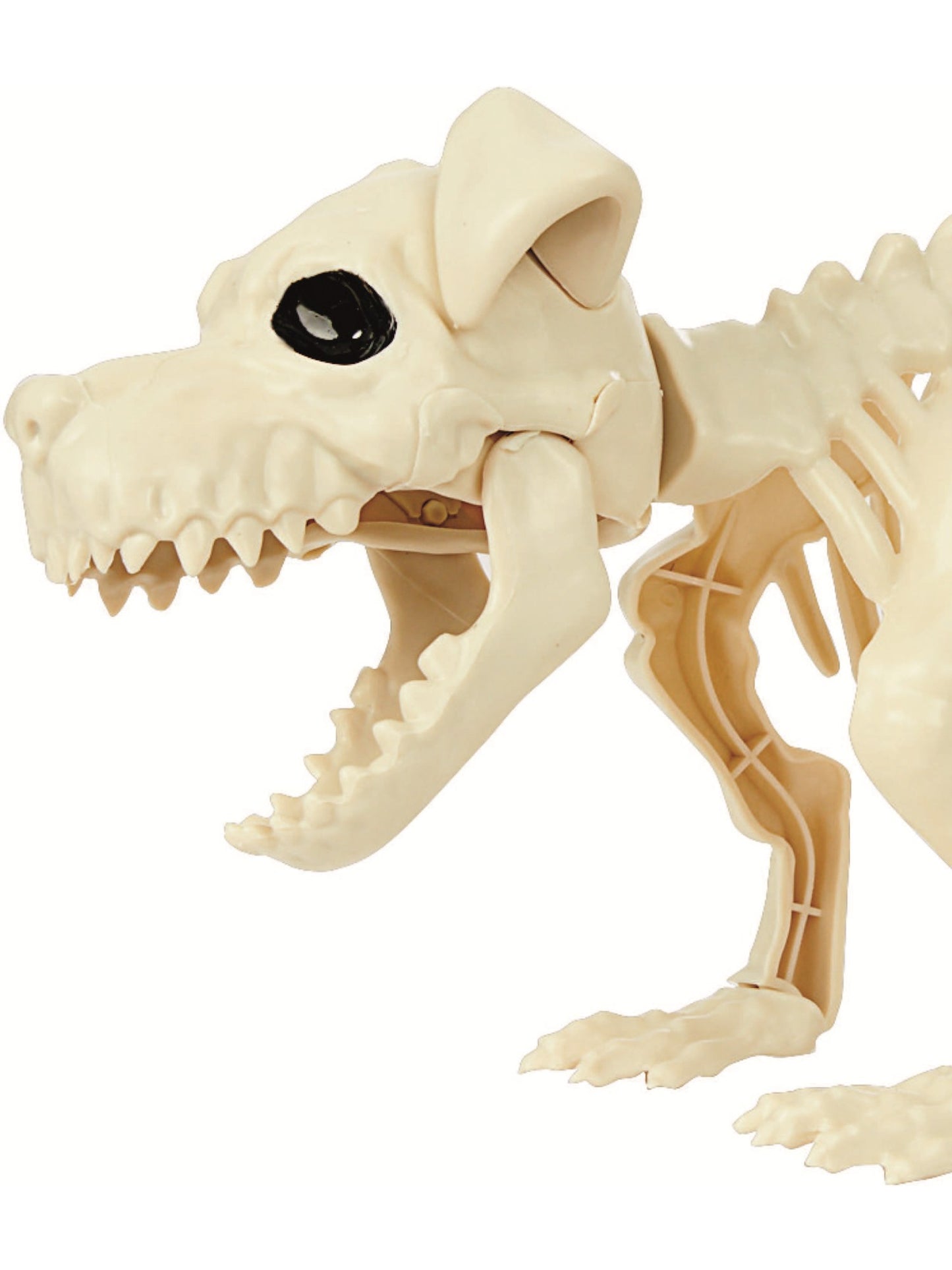 Dog Skeleton Prop, Natural Wholesale