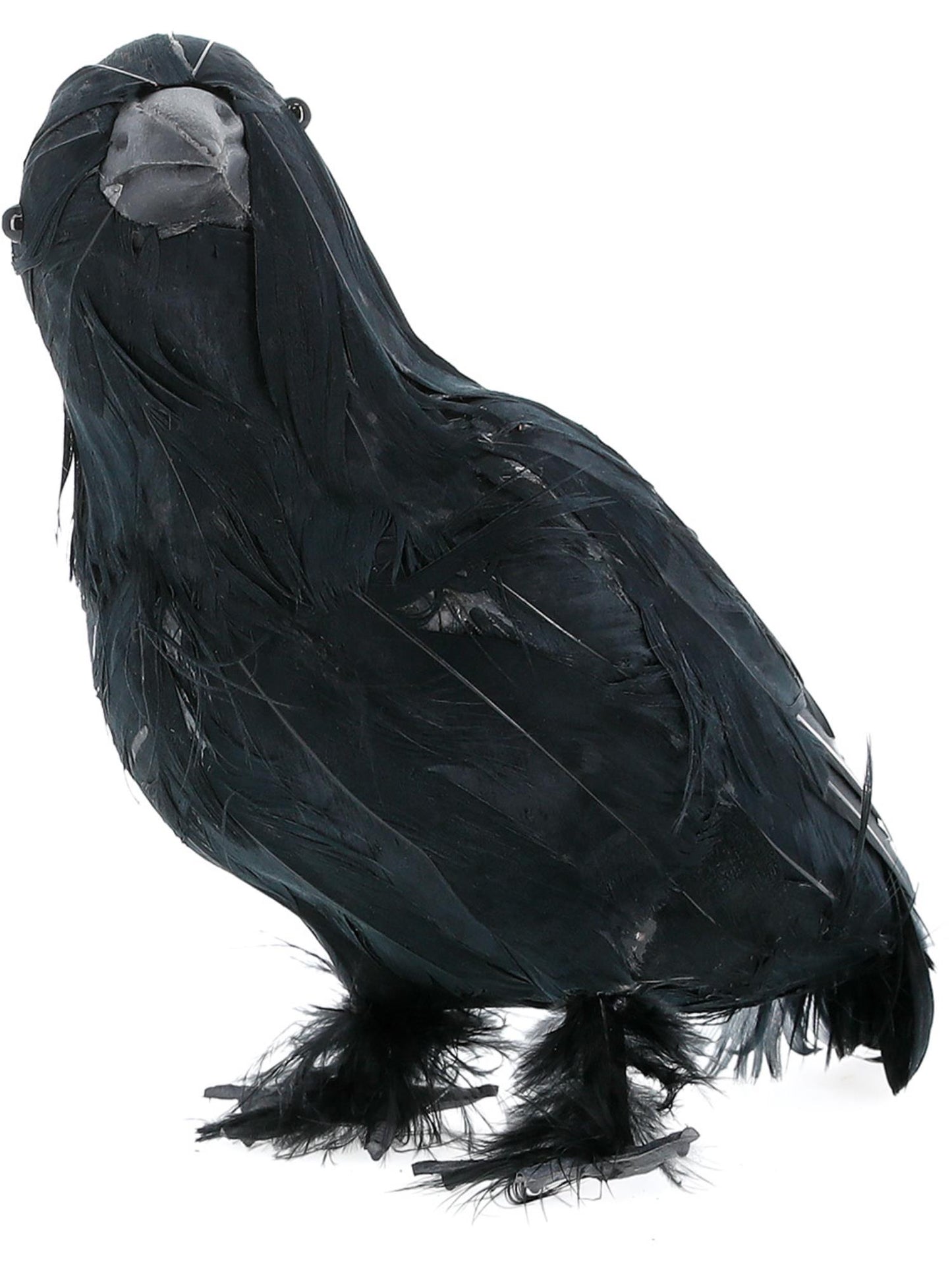 Crow, Black  Wholesale